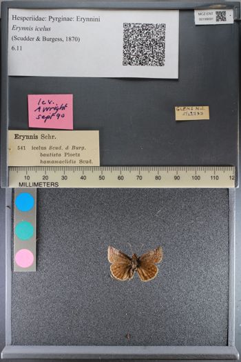 Media type: image;   Entomology 199091